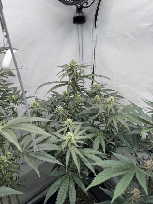 Elite Clone Test Grow 2026. Week 7 - MAC1