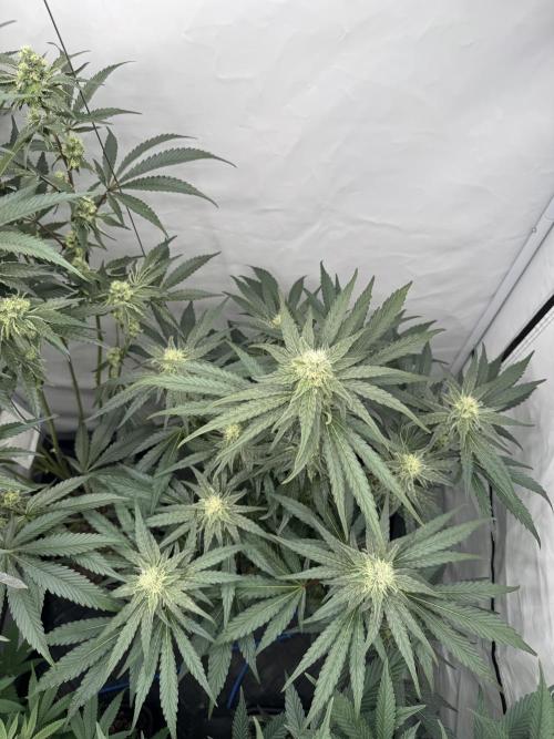 Elite Clone Test Grow 2026. Week 7 - MAC1