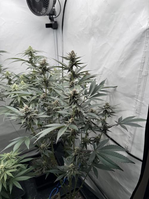 Elite Clone Test Grow 2026. Week 7 - Super Buff Cherry