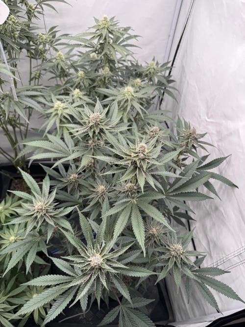 Elite Clone Test Grow 2026. Week 7 - Super Buff Cherry