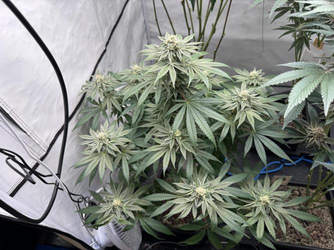 Cap Junky | Clone Test 2026. Week 8