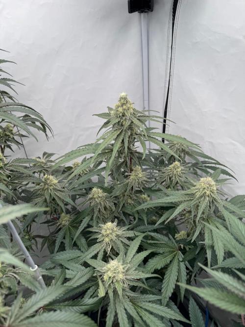 MAC1 | Clone Test 2026. Week 8