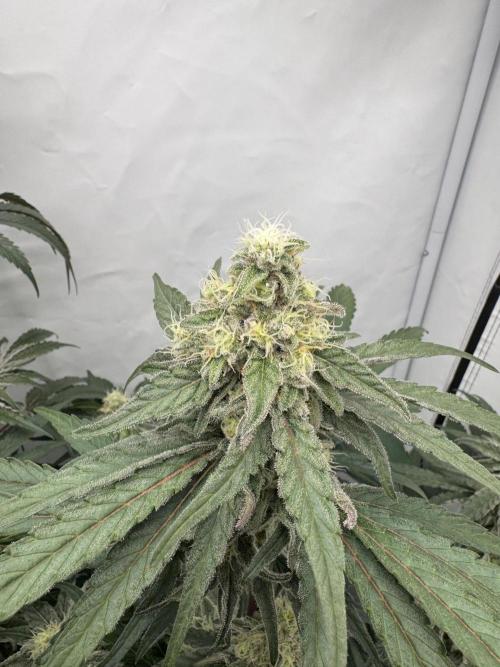 Capulator – MAC 1. Week 8