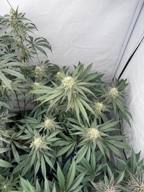 MAC1 | Clone Test 2026. Week 8