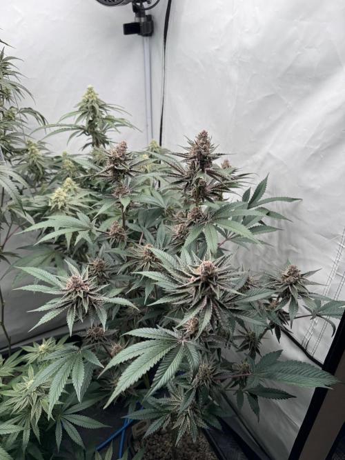 Super Buff Cherry #26 | Clone Test 2026. Week 8
