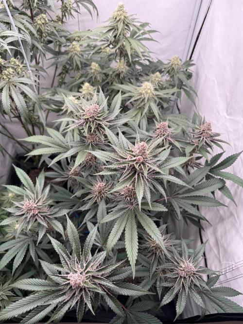 Super Buff Cherry #26 | Clone Test 2026. Week 8