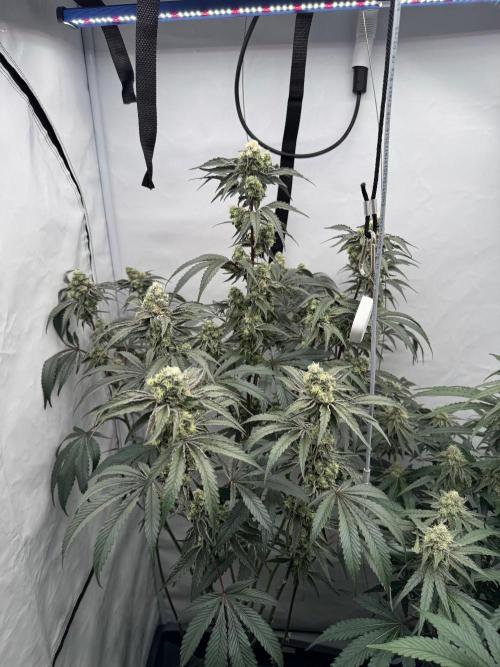 Elite Clone Test Grow 2026. Week 8 - Permanent Marker