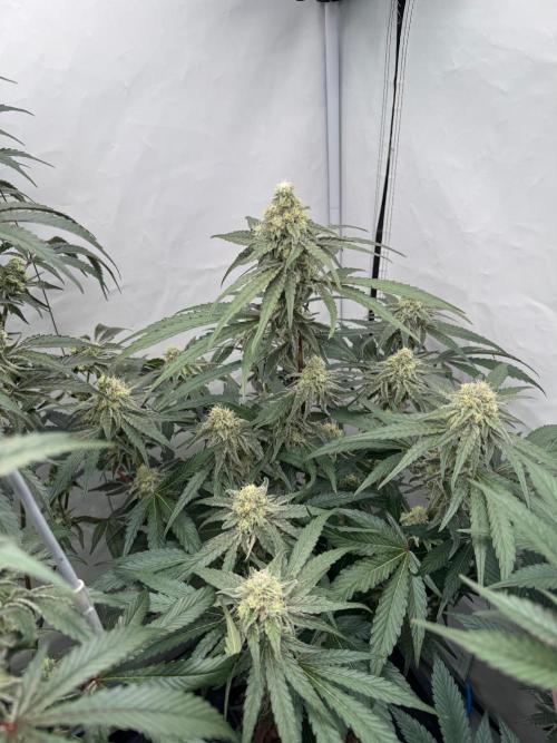 Elite Clone Test Grow 2026. Week 8 - MAC1