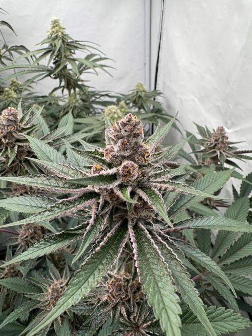 Elite Clone Test Grow 2026. Week 8 - Super Buff Cherry