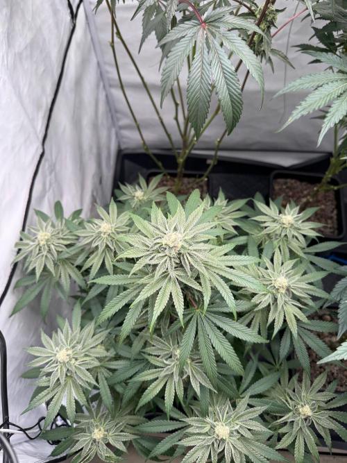 Elite Clone Test Grow 2026. Week 8 - Cap Junky