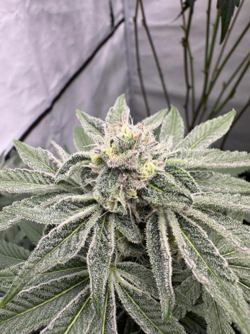Elite Clone Test Grow 2026. Week 8 - Cap Junky