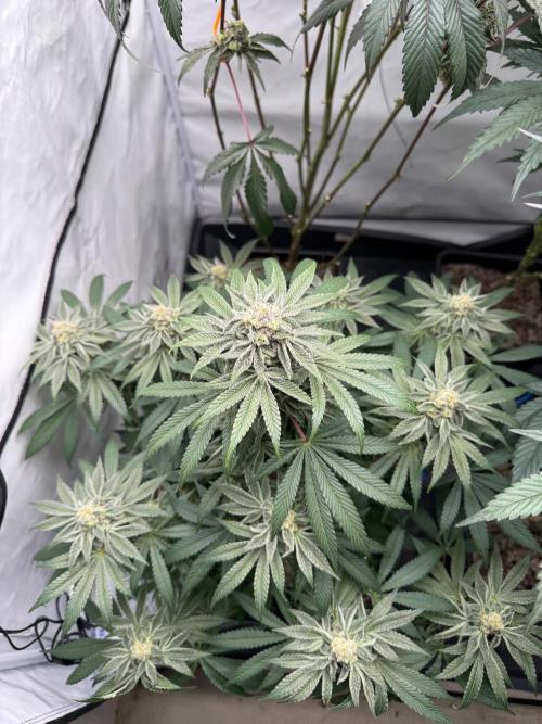 Cap Junky | Clone Test 2026. Week 9