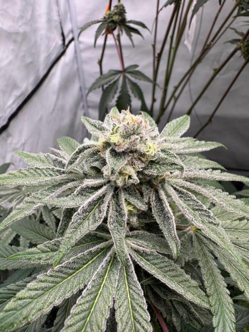 Cap Junky | Clone Test 2026. Week 9