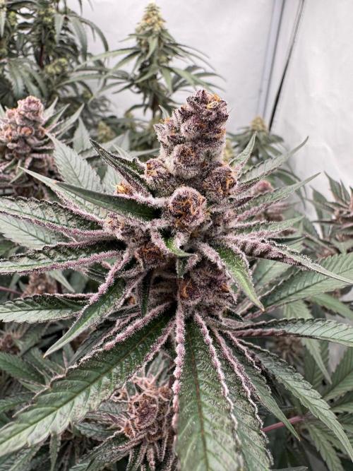 Super Buff Cherry #26 | Clone Test 2026. Week 9