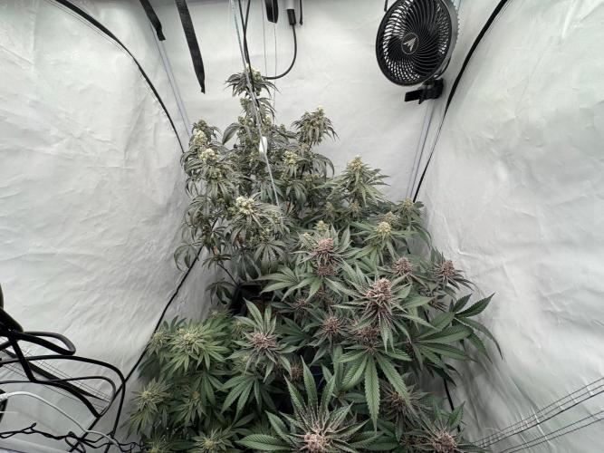 Elite Clone Test Grow 2026. Week 9