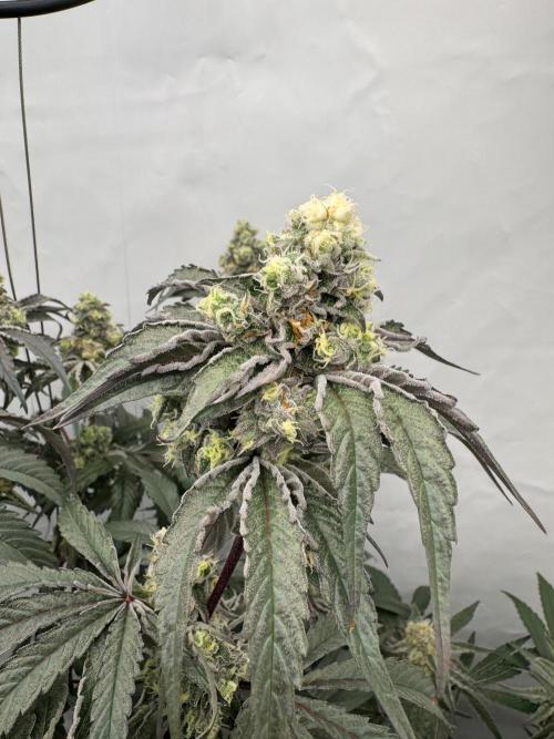 Elite Clone Test Grow 2026. Week 9 - Permanent Marker