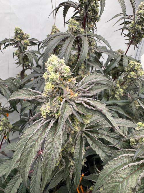 Elite Clone Test Grow 2026. Week 9 - Permanent Marker