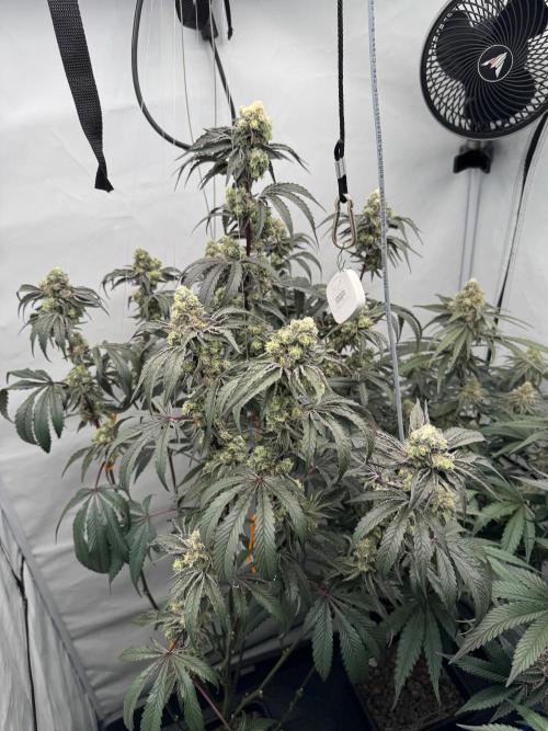 Elite Clone Test Grow 2026. Week 9 - Permanent Marker