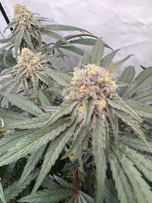 Elite Clone Test Grow 2026. Week 9 - MAC1