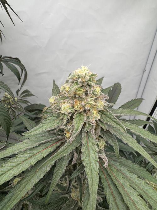 Elite Clone Test Grow 2026. Week 9 - MAC1