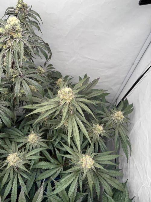 Elite Clone Test Grow 2026. Week 9 - MAC1