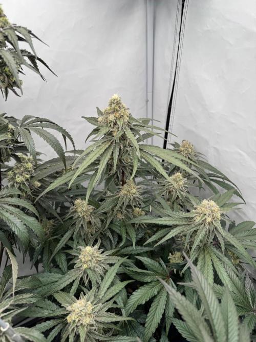Elite Clone Test Grow 2026. Week 9 - MAC1