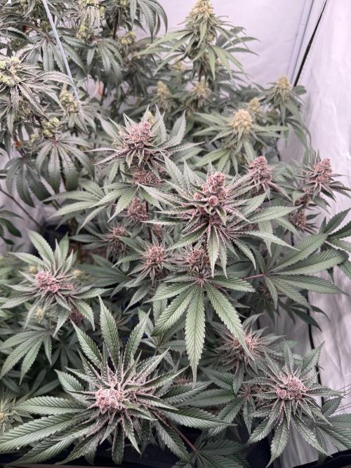 Elite Clone Test Grow 2026. Week 9 - Super Buff Cherry