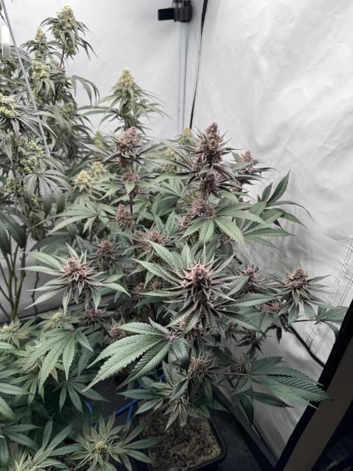 Elite Clone Test Grow 2026. Week 9 - Super Buff Cherry
