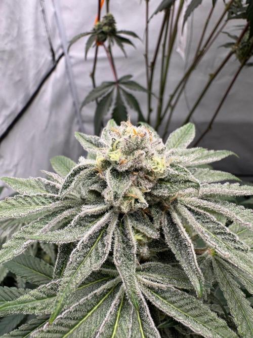 Elite Clone Test Grow 2026. Week 9 - Cap Junky