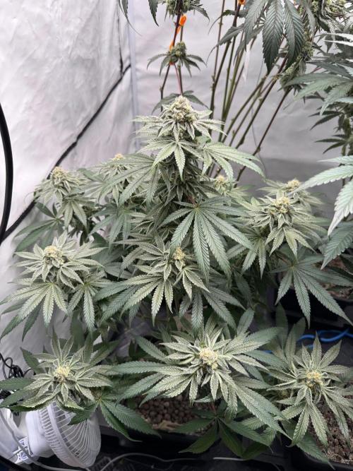 Elite Clone Test Grow 2026. Week 9 - Cap Junky