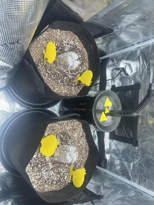 Rf3 Fast Buds. Week 0