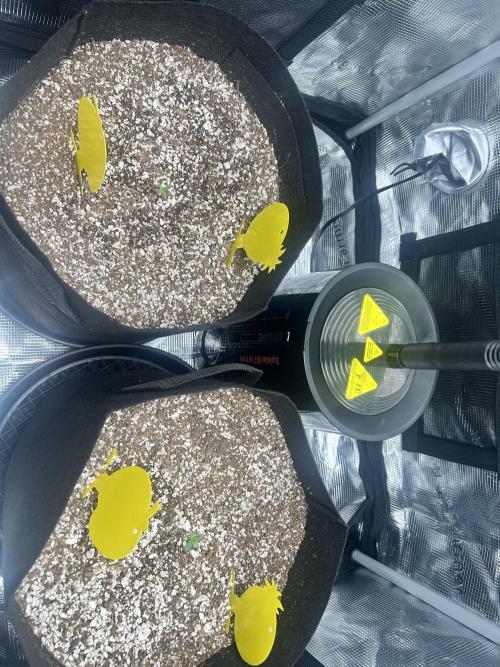 Rf3 Fast Buds. Week 0