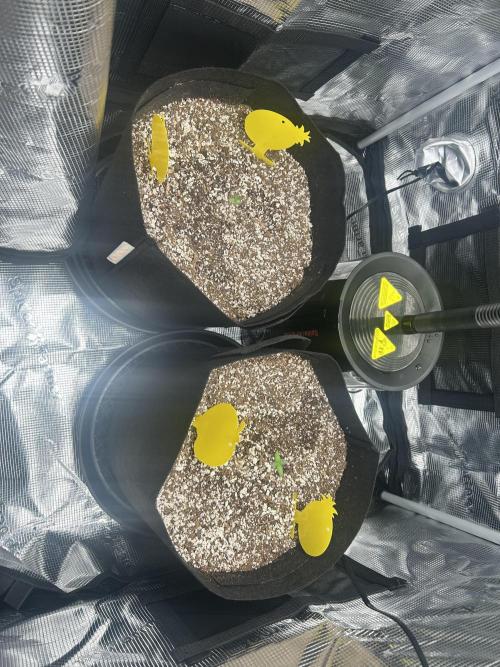Rf3 Fast Buds. Week 0