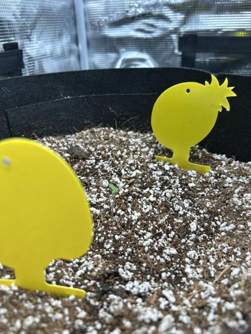 Rf3 Fast Buds. Week 0