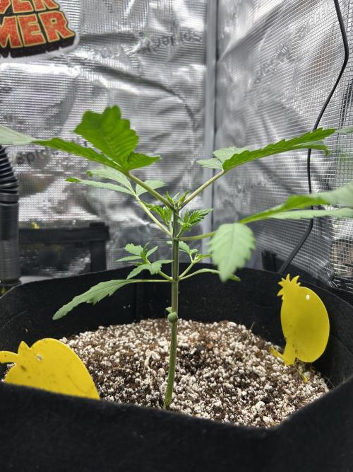 Rf3 Fast Buds. Week 2