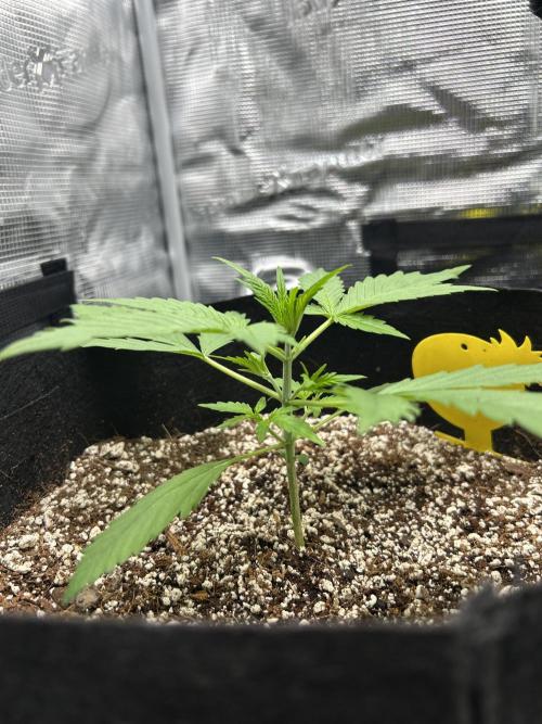 Rf3 Fast Buds. Week 2