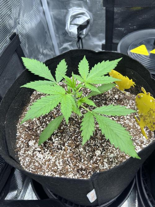 Rf3 Fast Buds. Week 2