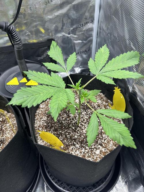 Rf3 Fast Buds. Week 2