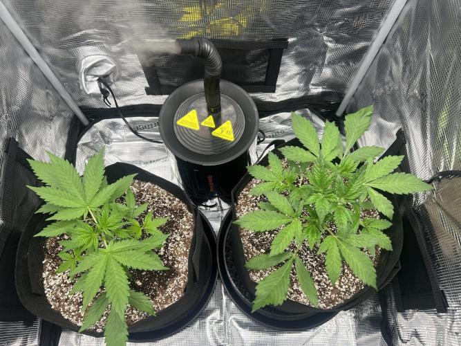 Rf3 Fast Buds. Week 2