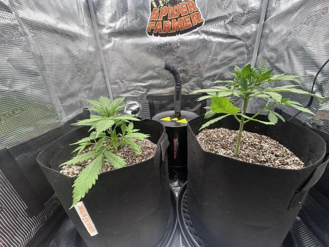 Rf3 Fast Buds. Week 2