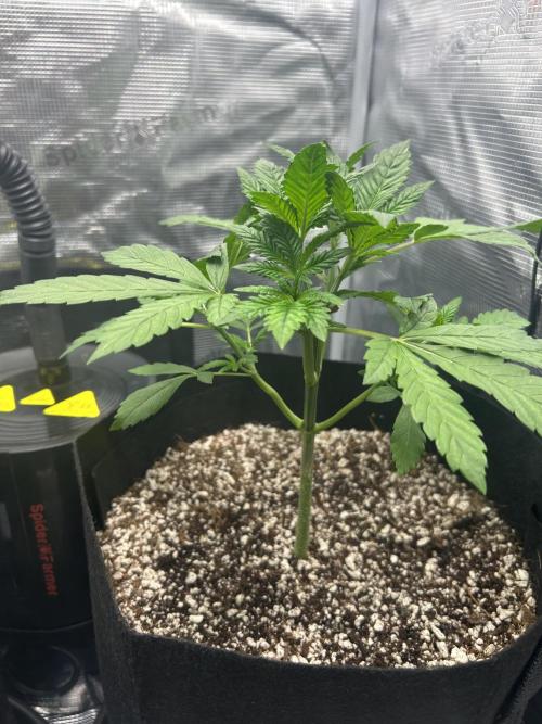 Rf3 Fast Buds. Week 2