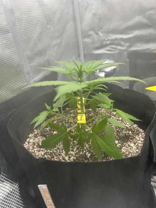 Rf3 Fast Buds. Week 2