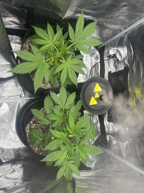 Rf3 Fast Buds. Week 4