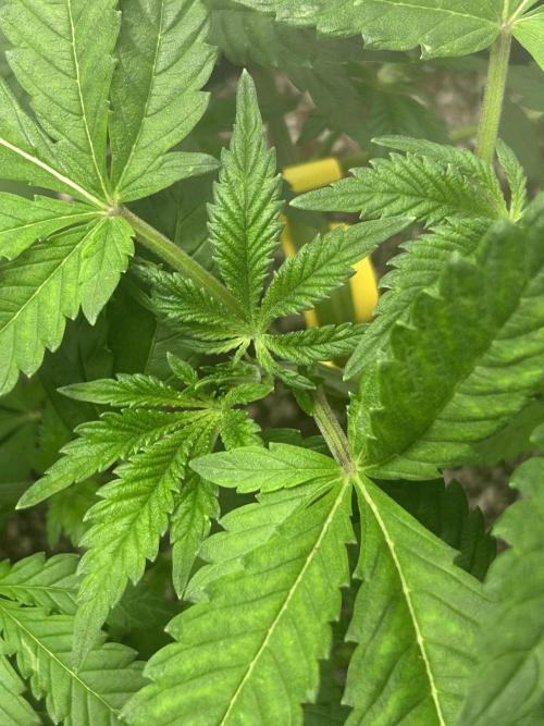 Rf3 Fast Buds. Week 4