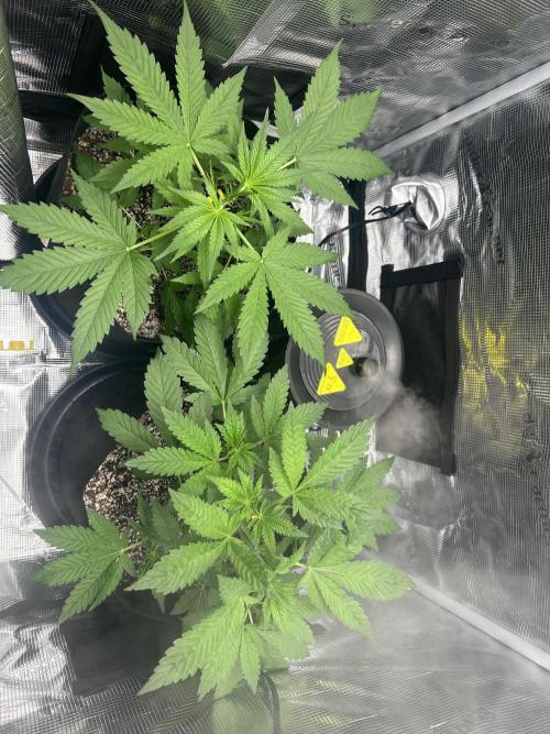 Rf3 Fast Buds. Week 4