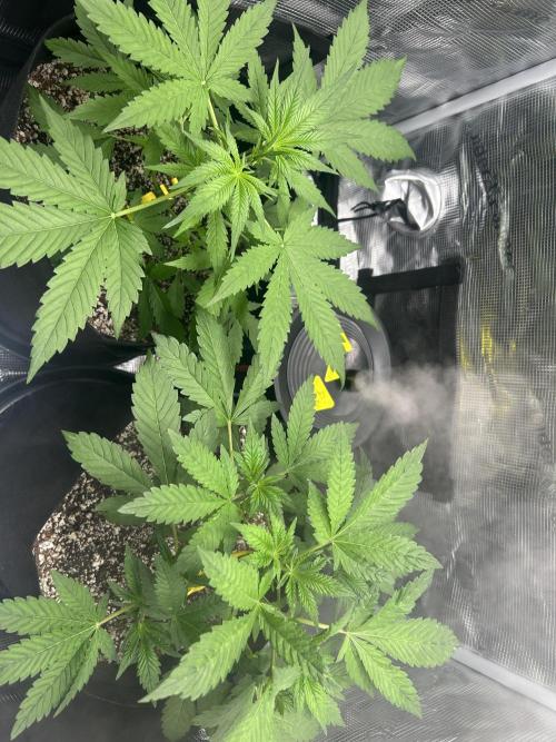 Rf3 Fast Buds. Week 4