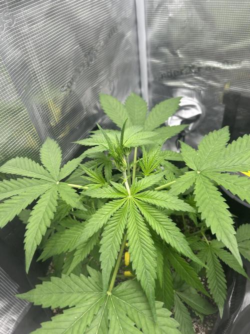 Rf3 Fast Buds. Week 5
