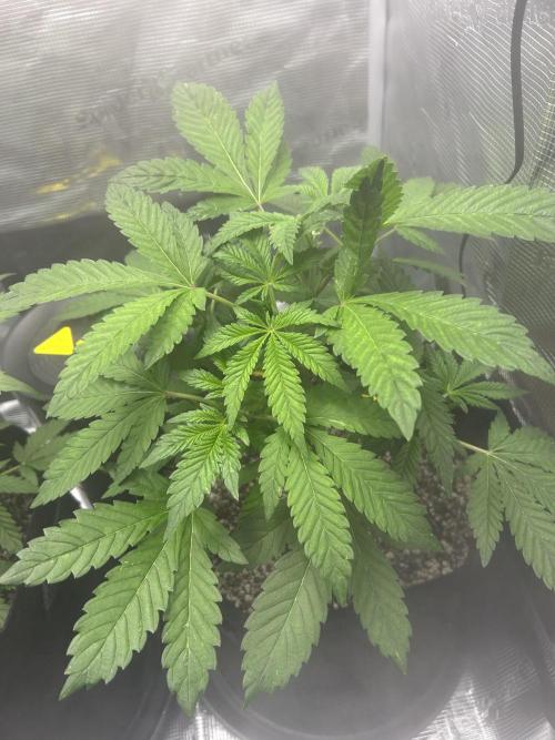 Rf3 Fast Buds. Week 5