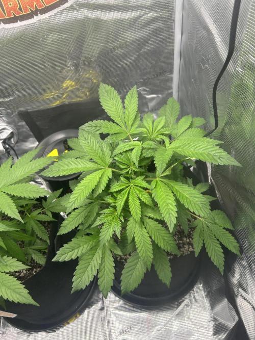 Rf3 Fast Buds. Week 5