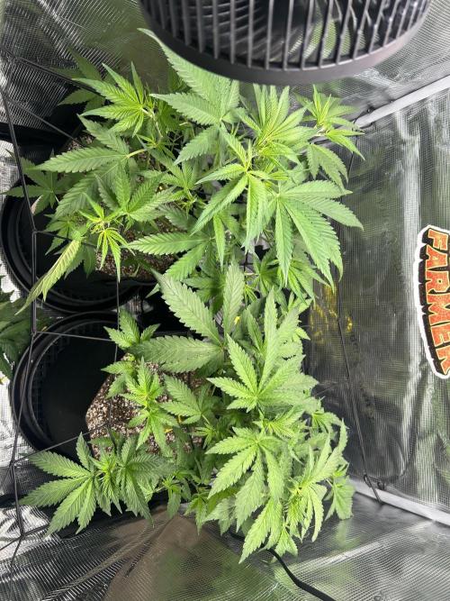 Rf3 Fast Buds. Week 7